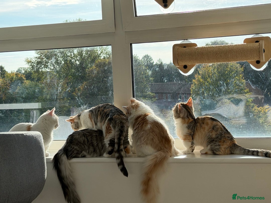 Munchkin cats for sale: Pedigree TICA Munchkin Kittens – Short Legs 🐈 - Image 25