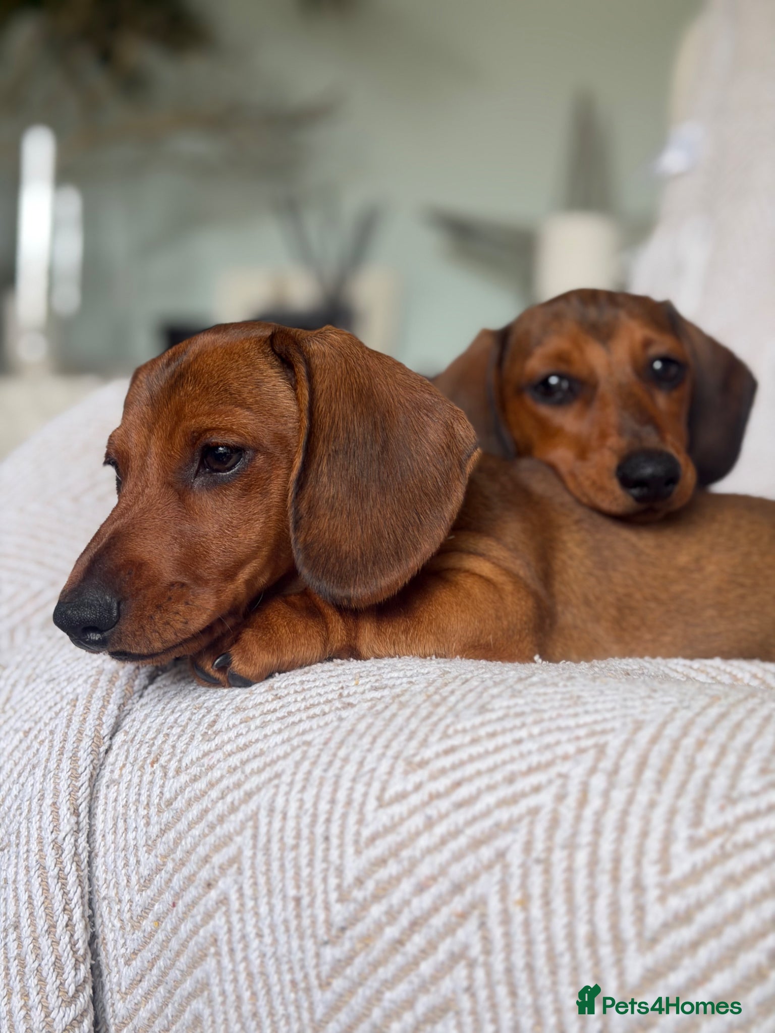 Miniature Dachshund dogs KC registered Miniature dachshunds red&shaded red - Advert 1