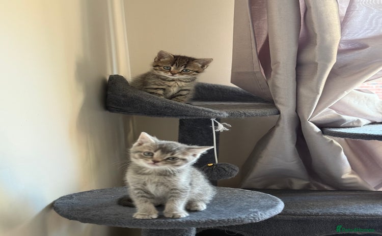British Shorthair cats - Advert 3