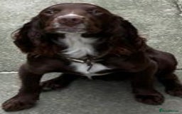 Cocker Spaniel dogs for stud: Cocker spaniel stud in Glossop - Image 3