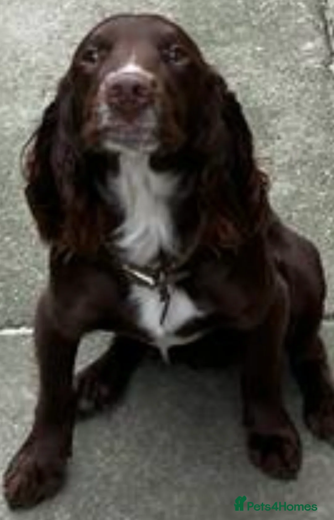 Cocker Spaniel dogs for stud: Cocker spaniel stud in Glossop - Advert 3