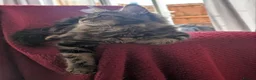 Maine Coon cats for sale: 5 mainne coon kittens  - Advert 9