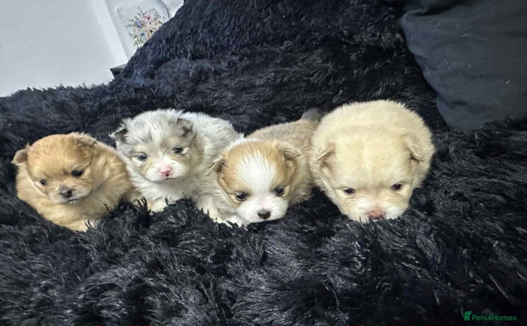 Pomeranian dogs - Advert 2