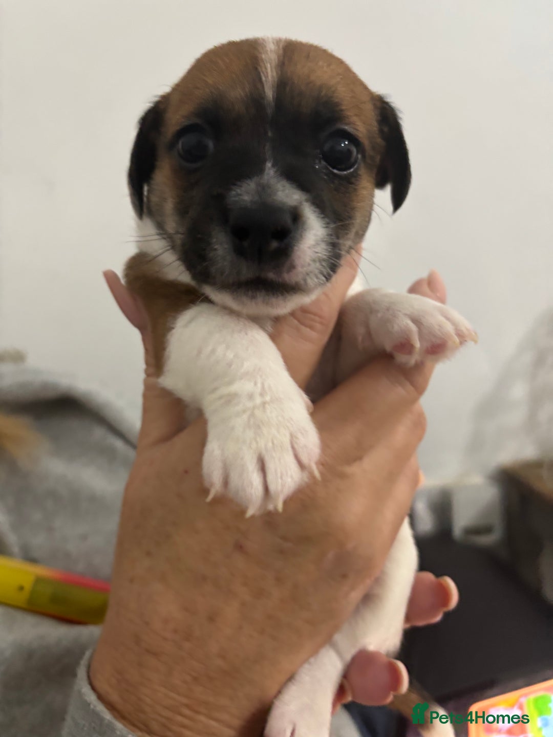 Jack Russell dogs for sale: 2 mini pure jack russel pups - Advert 8