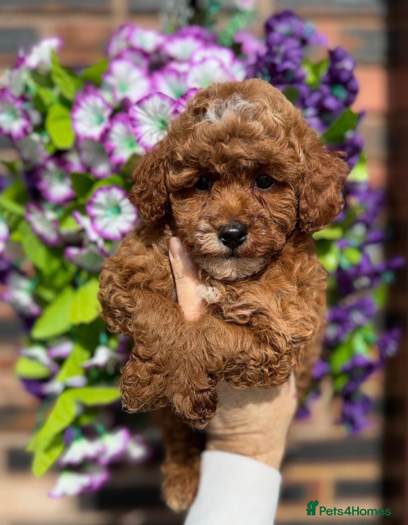 Toy Poodle dogs Stunning KC Red Toy Poodle Boys  - Advert 1