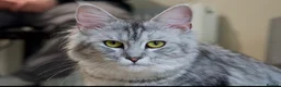 Maine Coon cats for sale: 3 beautiful Russian maincoon kittens   - Advert 10