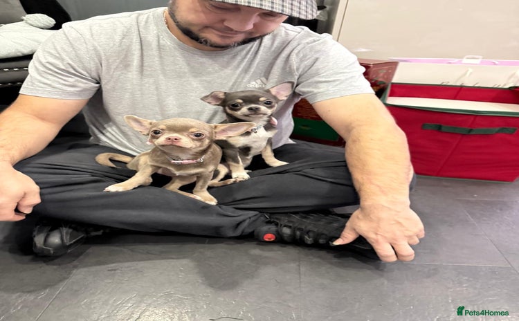 Chihuahua dogs Kc registered Chihuahuas - Advert 9