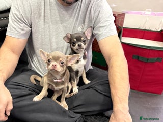 Chihuahua dogs Kc registered Chihuahuas - Advert 10