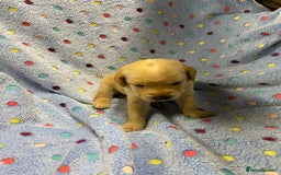 Labrador Retriever dogs for sale: Stunning Litter from working parents KC reg - Image 16