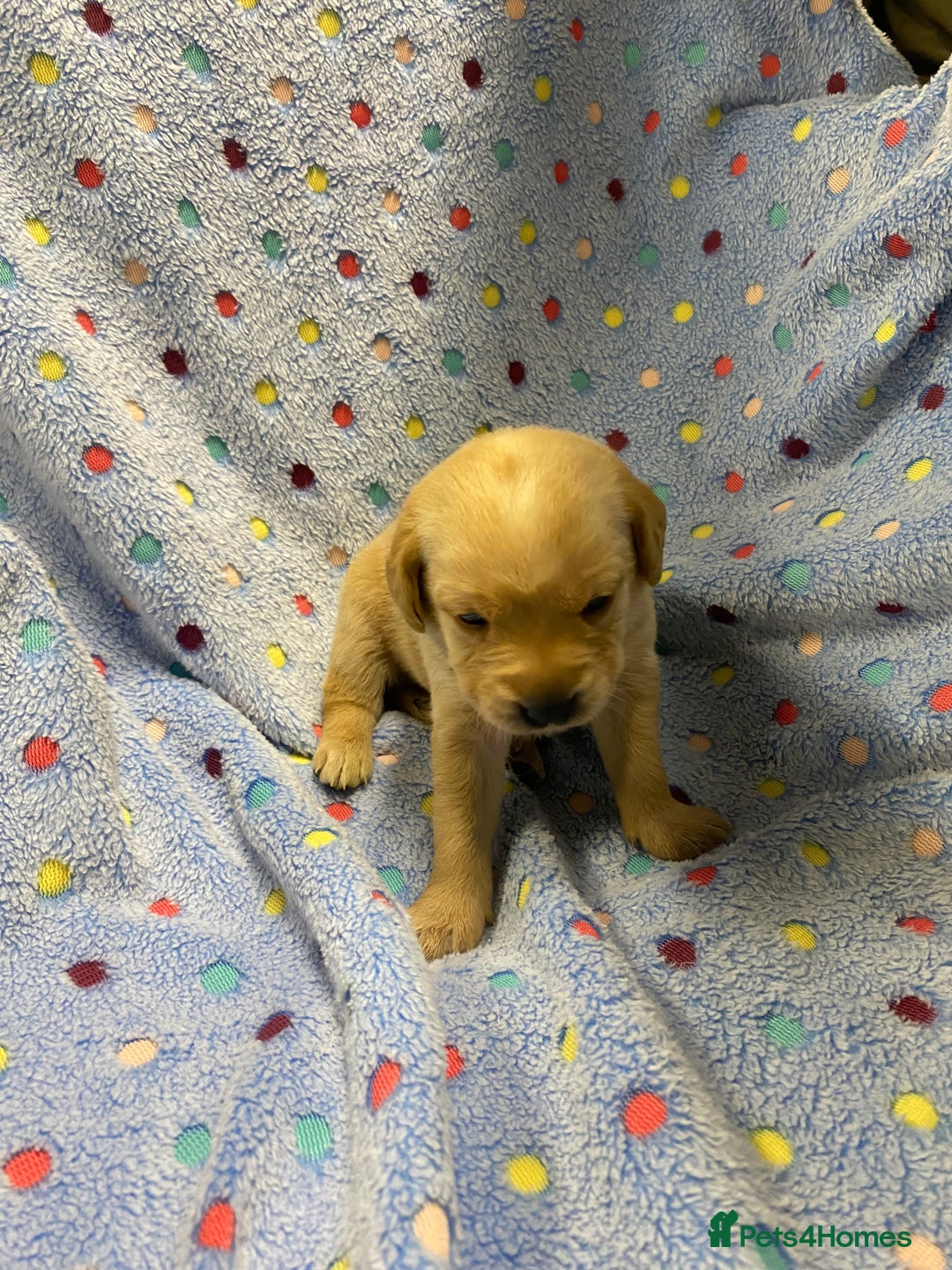 Labrador Retriever dogs for sale: Stunning Litter from working parents KC reg - Image 16