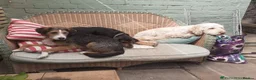 Mixed Breed dogs for sale: Ronnie  in Guildford - Advert 14