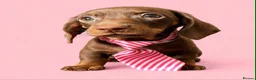 Dachshund dogs for sale: Gorgeous litter of dachshunds - Advert 3