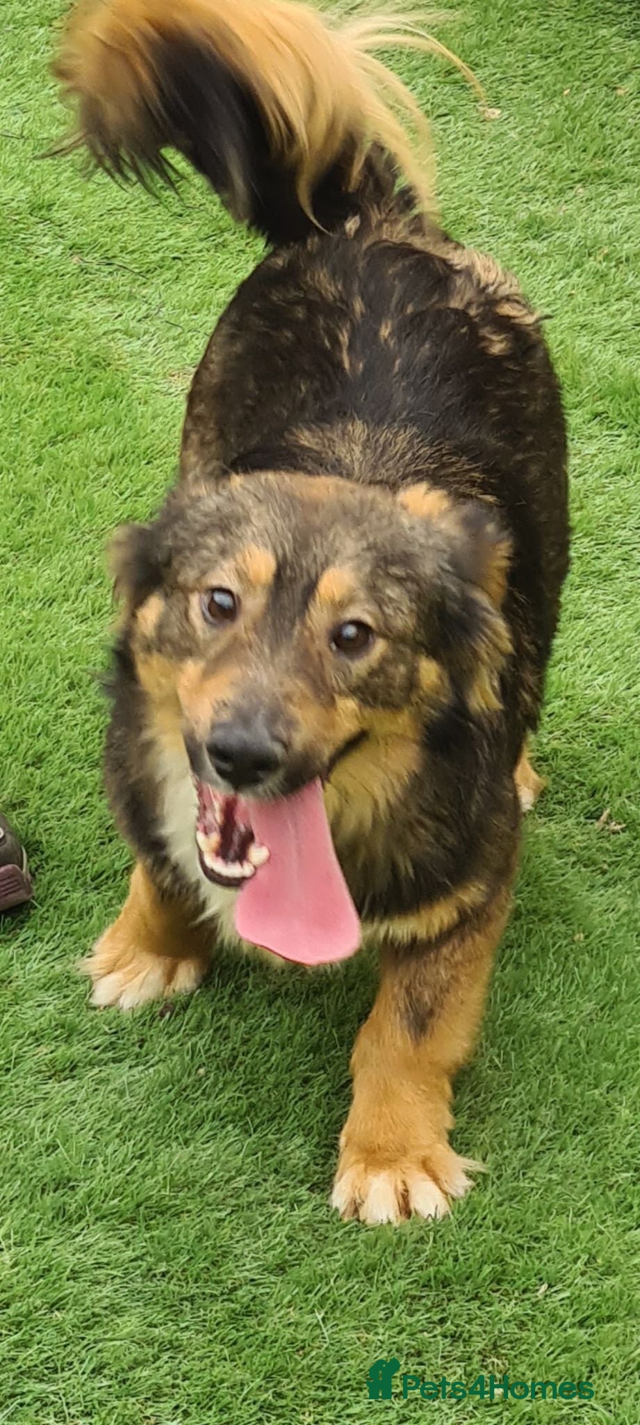 Mixed Breed dogs Stumpy. Small breed 8kg - Advert 15