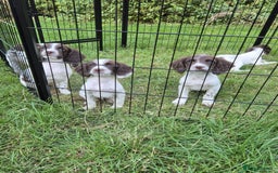 English Springer Spaniel dogs for sale: KC Reg FTCH English Springer Spaniel Puppies  - Image 9