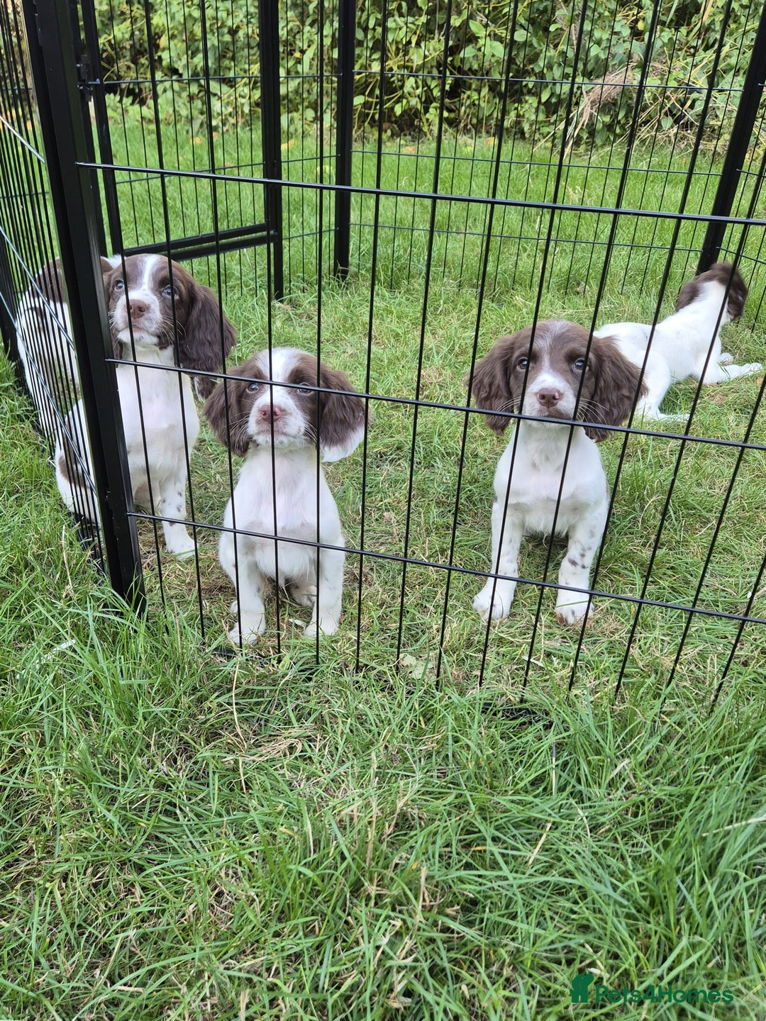 English Springer Spaniel dogs for sale: KC Reg FTCH English Springer Spaniel Puppies  - Image 9