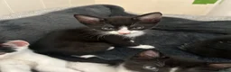 Mixed Breed cats for sale: Beautiful Tuxedo Male kittens in Erith - Advert 5