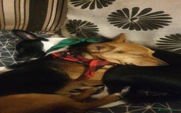 Patterjack dogs for sale: Patterjack for rehoming - Image 4