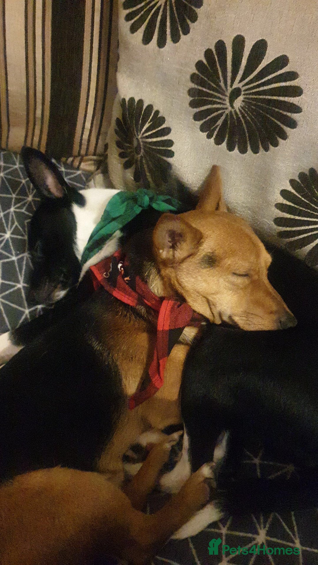 Patterjack dogs for sale: Patterjack for rehoming - Image 4