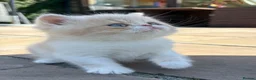 Exotic cats for sale: Beautiful Exotic cream & white female - Advert 7