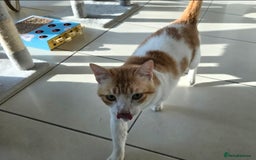 Mixed Breed cats for adoption: [Indoors only] Goofy! Adorable clingy champ! - Advert 3