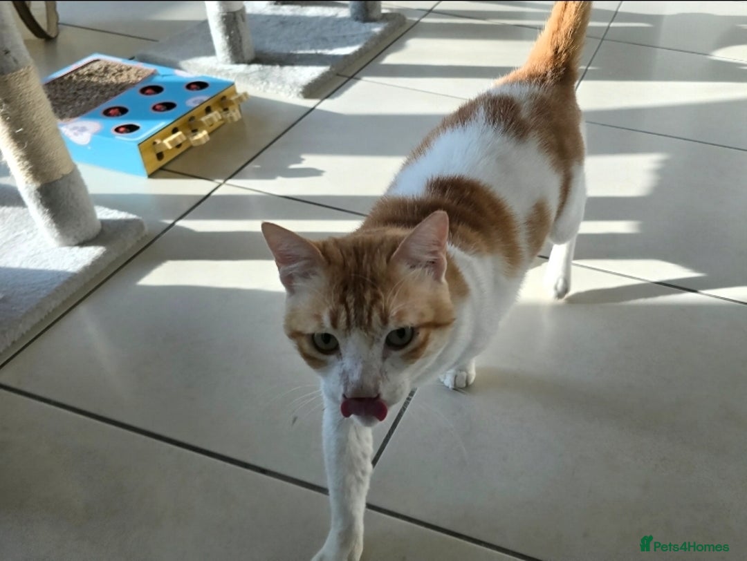 Mixed Breed cats for adoption: [Indoors only] Goofy! Adorable clingy champ! - Advert 3