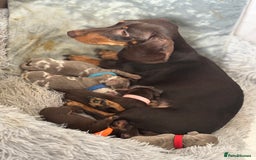 Miniature Dachshund dogs for sale: Beautiful rare miniature dachshund puppies - Image 4