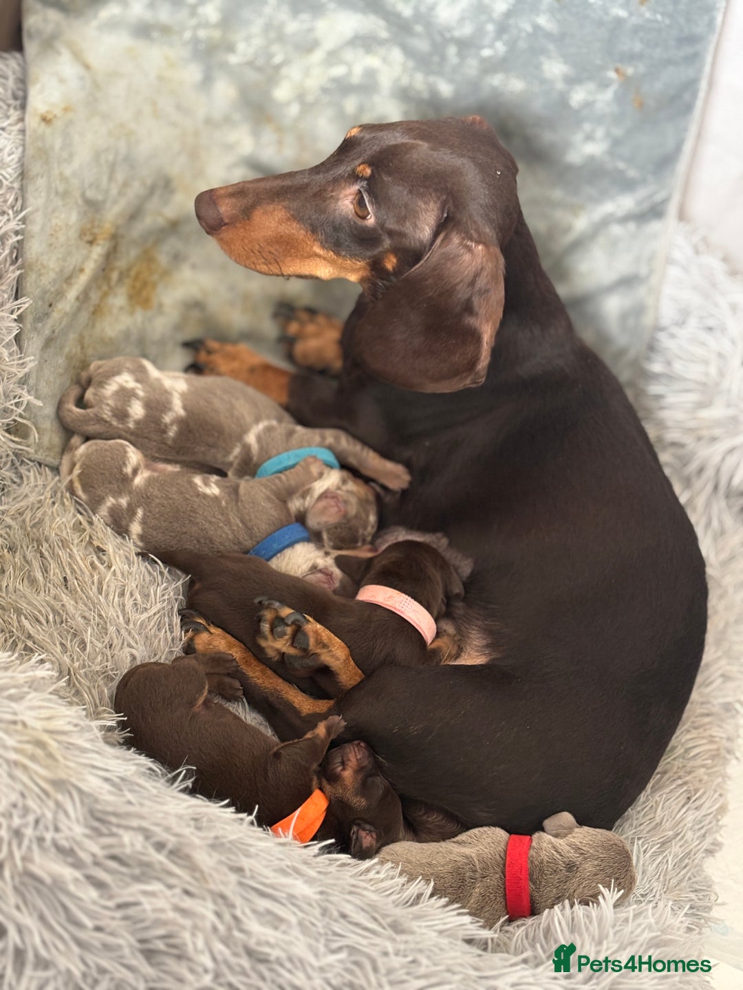 Miniature Dachshund dogs for sale: Beautiful rare miniature dachshund puppies - Image 4