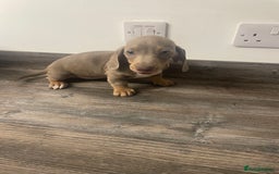 Dachshund dogs for sale: Dachshund  - Image 12