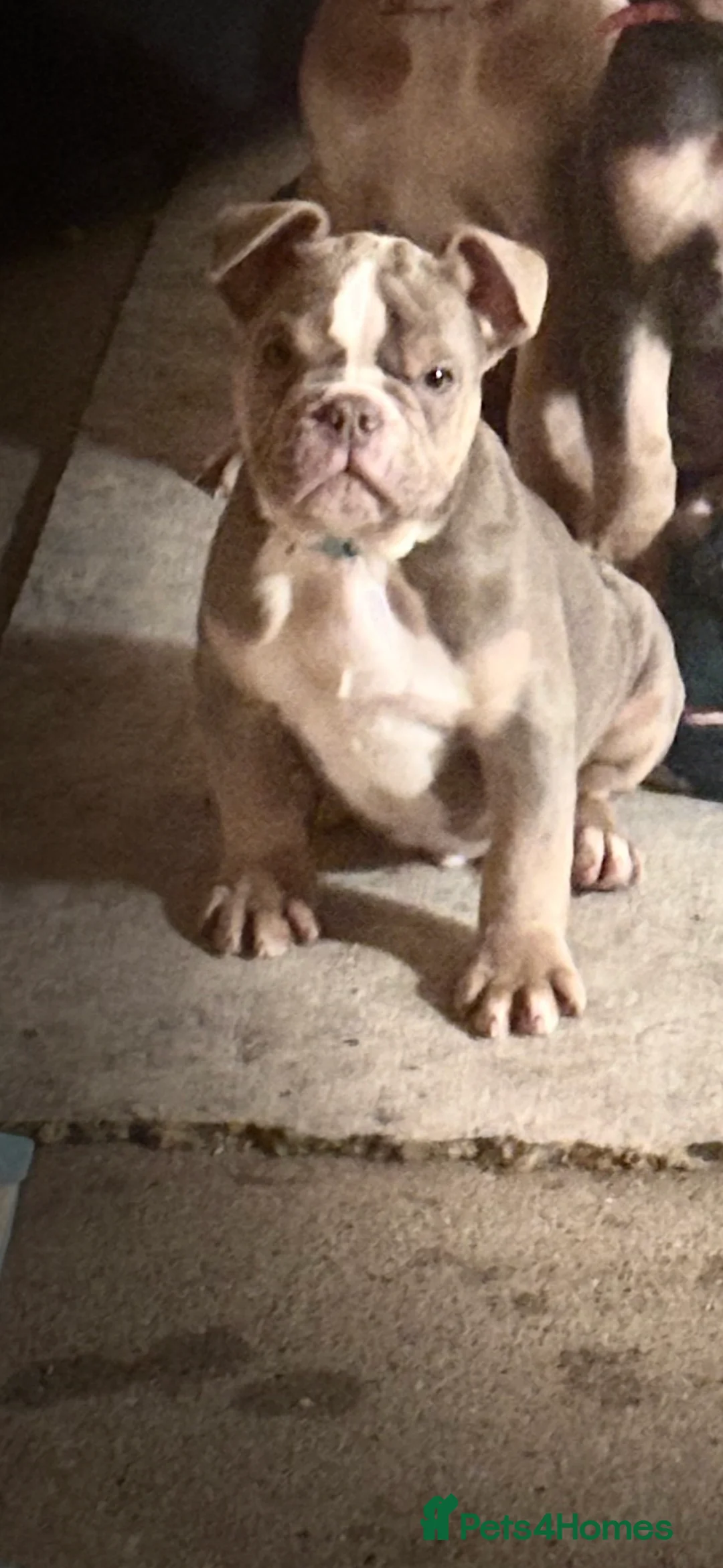 Olde English Bulldogge dogs for sale: Old English bulldog boy puppy  - Advert 4