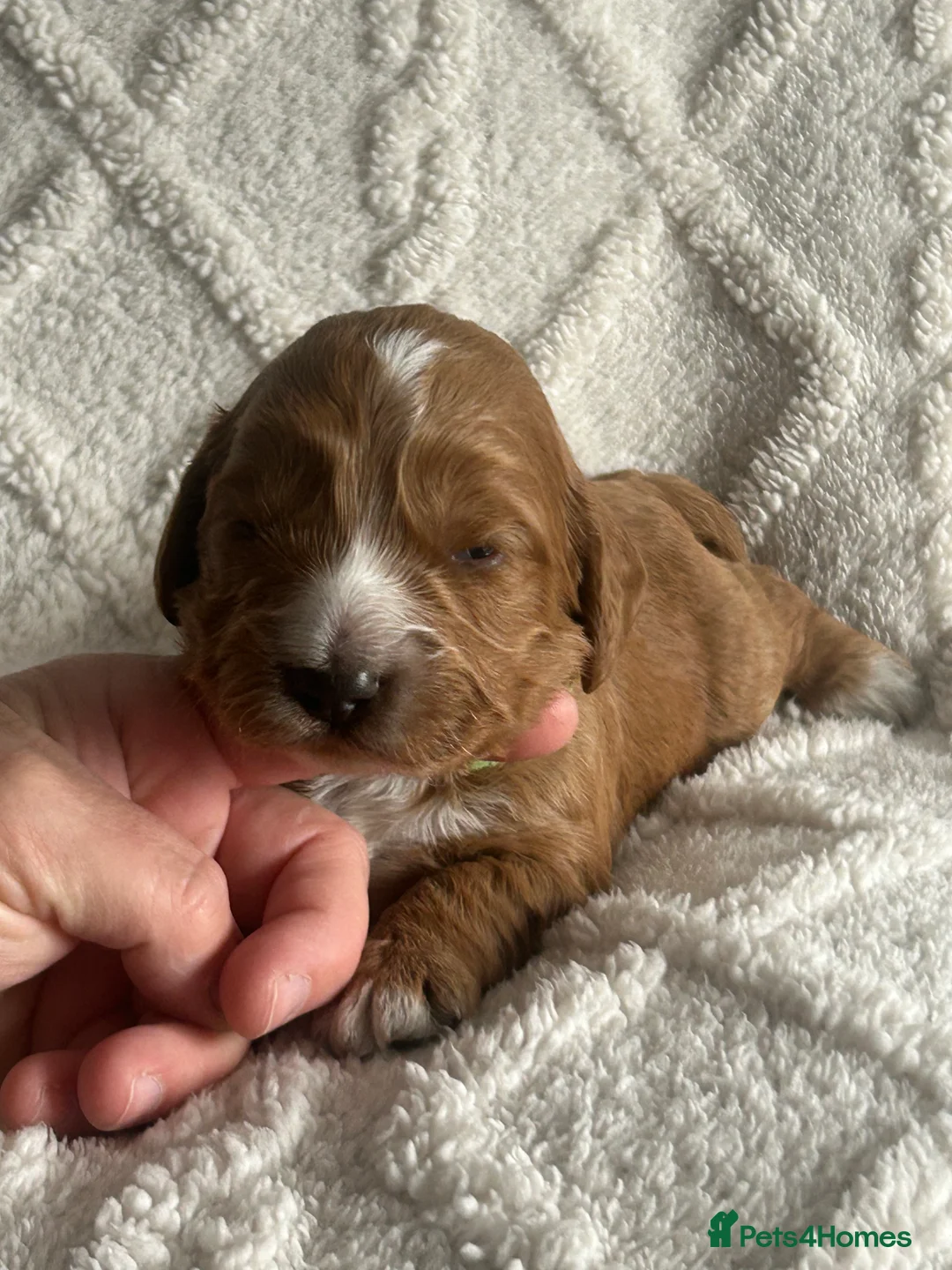 Cockapoo dogs for sale: 🐾 Adorable Cockerpoo Puppies for Sale, F1 - Advert 35