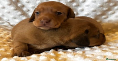 Miniature Dachshund dogs - Advert 14