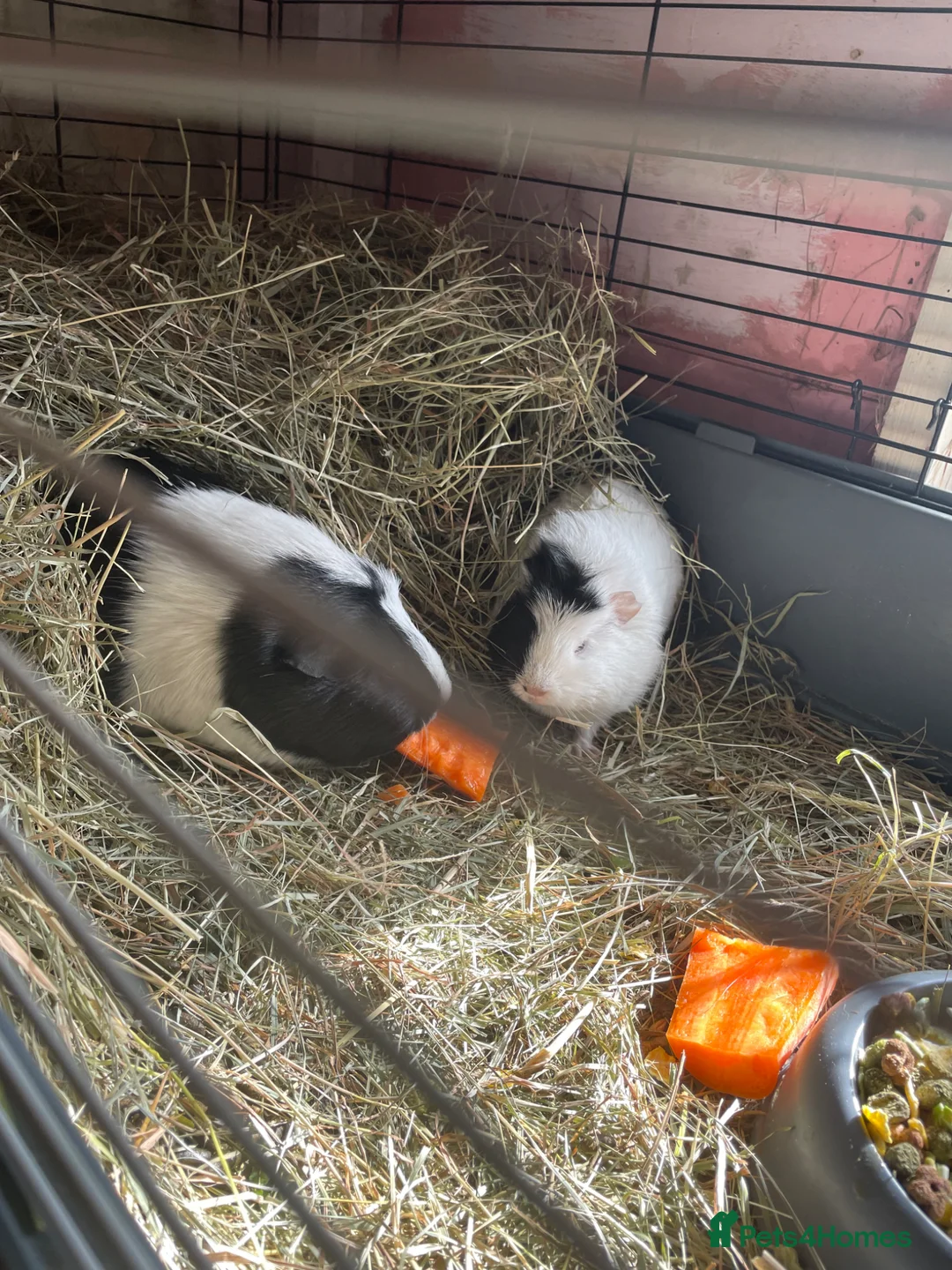 Guinea Pig rodents for sale: 2 pairs for sale female pair /male pair - Advert 1