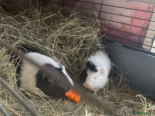 Guinea Pig rodents 2 pairs for sale female pair /male pair - Advert 18