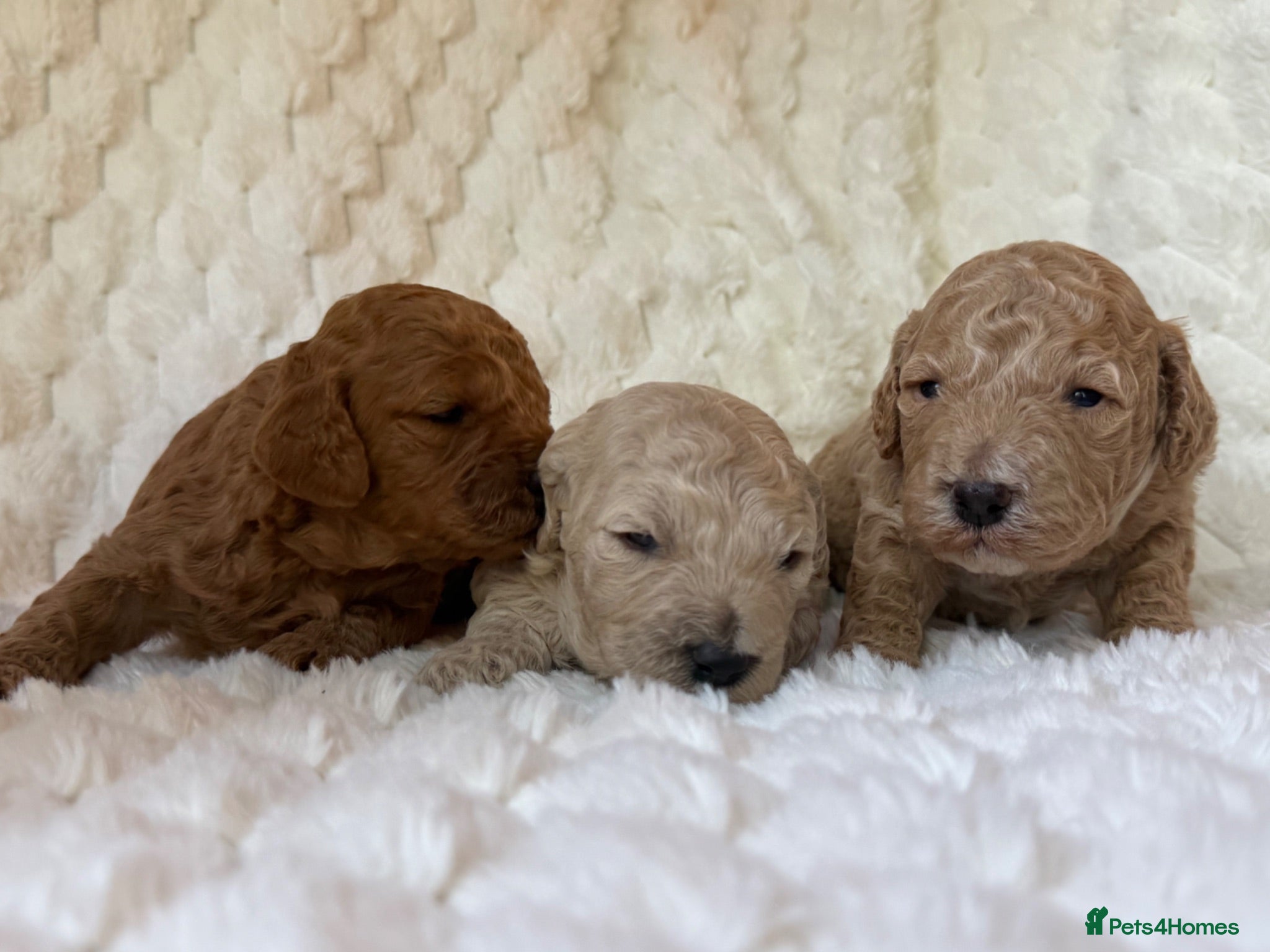 Mixed Breed dogs 🌟 MALTIPOO X COCKAPOO PUPPIES 🌟  - Advert 2
