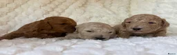 Mixed Breed dogs for sale: 🌟 MALTIPOO X COCKAPOO PUPPIES 🌟  - Advert 2