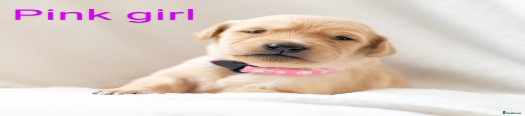 Golden Retriever Puppy 7 - Pink Collar