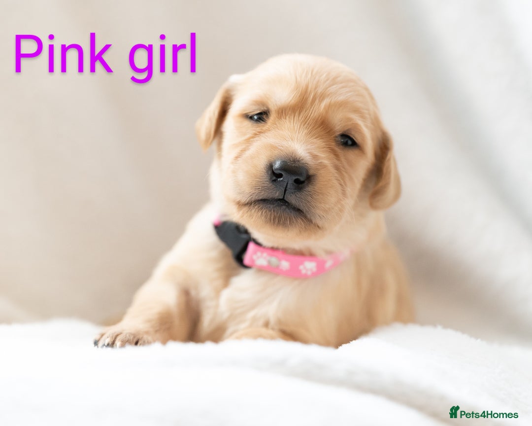 Golden Retriever dogs for sale: Golden Retiever Puppies   - Image 19
