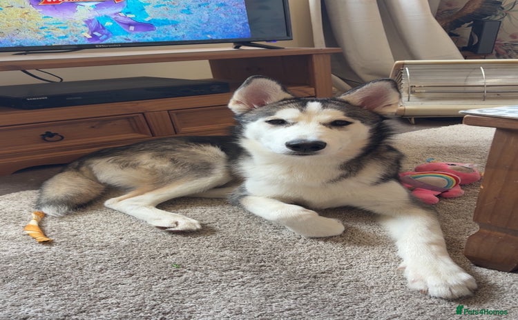 Siberian Husky dogs - Advert 1