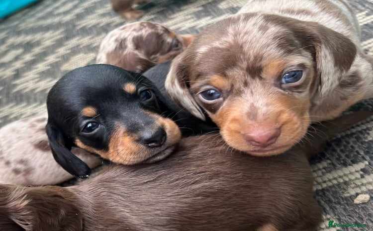 Dachshund dogs - Advert 13