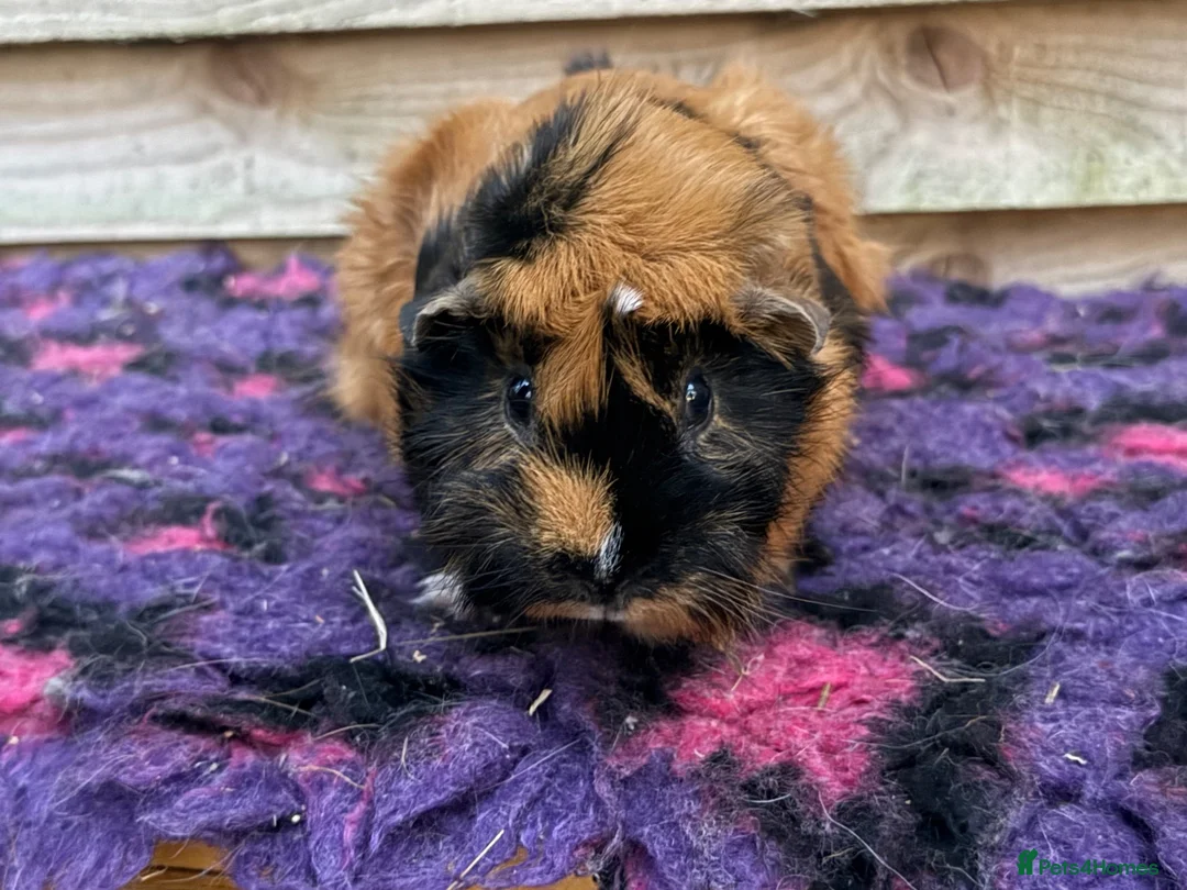 Guinea Pig rodents for sale: Guinea pigs forsale  - Advert 2