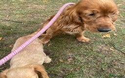 Cocker Spaniel dogs for sale: Cocker spaniel puppies  - Image 8