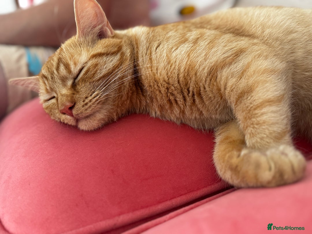 British Shorthair cats for sale: 2 beautiful 18 month old cats  - Advert 4