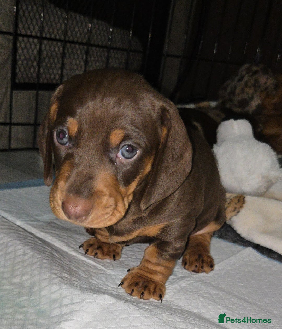 Dachshund dogs for sale: Beautiful KC REG dachshund pups - Advert 1