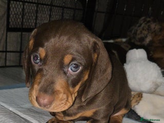 Dachshund dogs Beautiful KC REG dachshund pups - Advert 1