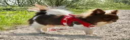 Chihuahua dogs for sale:     Beautiful KC Reg Chocolate Parti Male - Advert 3