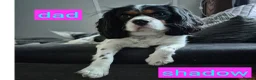 King Charles Spaniel dogs for sale: 6 beautiful king charles cavalier puppies - Advert 16