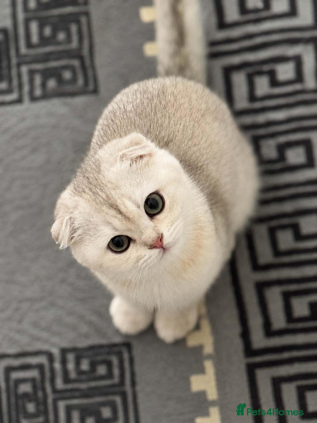 Scottish Fold cats One female Scottish and one male are available. - Advert 5