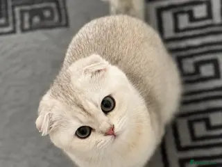 Scottish Fold cats One female Scottish and one male are available. - Advert 5