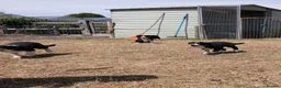 Border Collie dogs for sale: Long coated border collie puppies - Advert 19