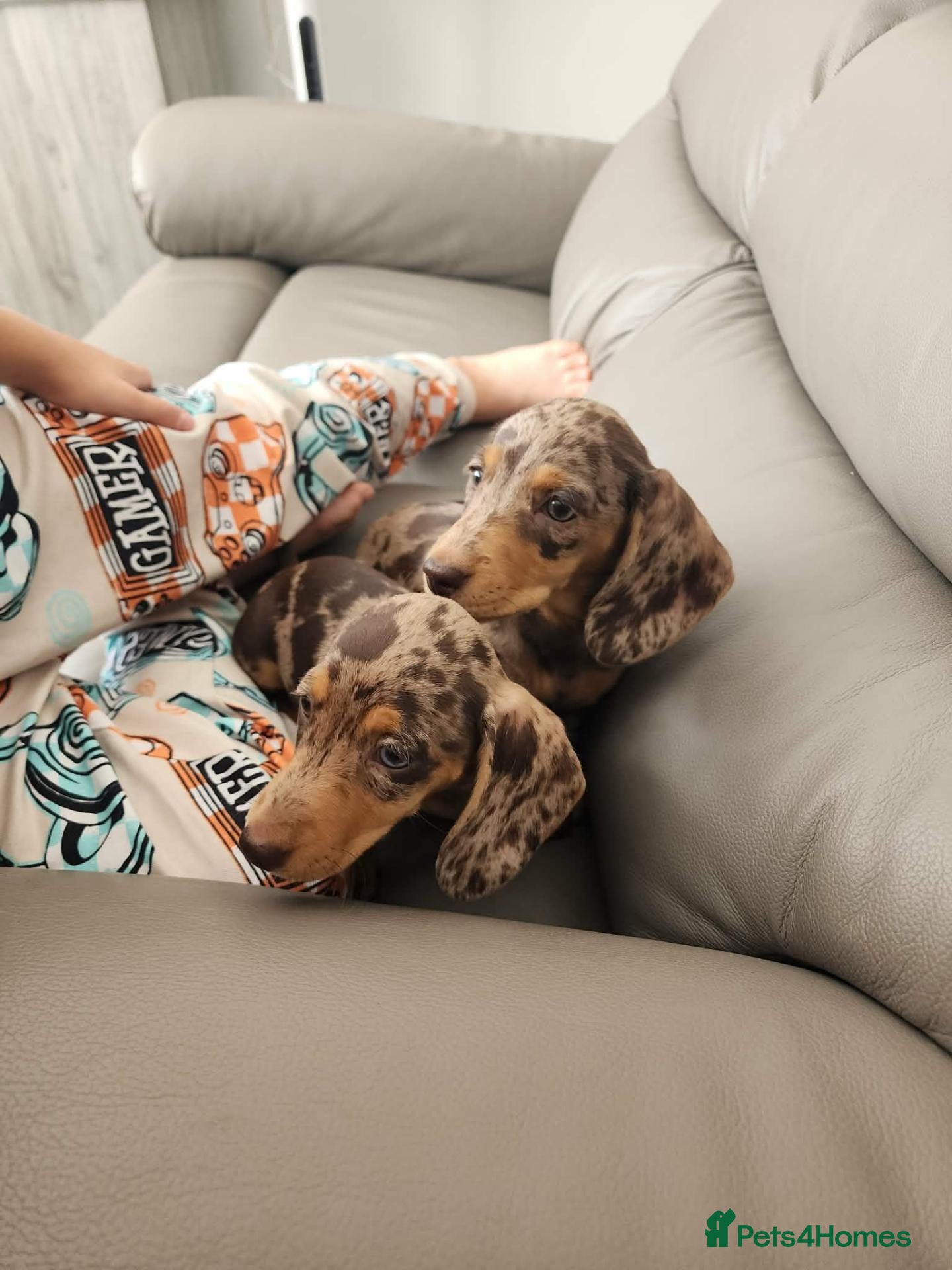 Miniature Dachshund dogs  💖💖 2Beautiful girls ready now 💖💖 - Advert 2